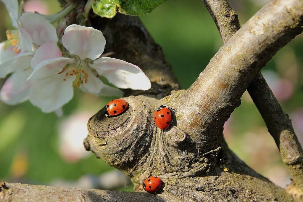 Drei Siebenpunkt-Käfer (Marienkäfer) an einem Baumstamm