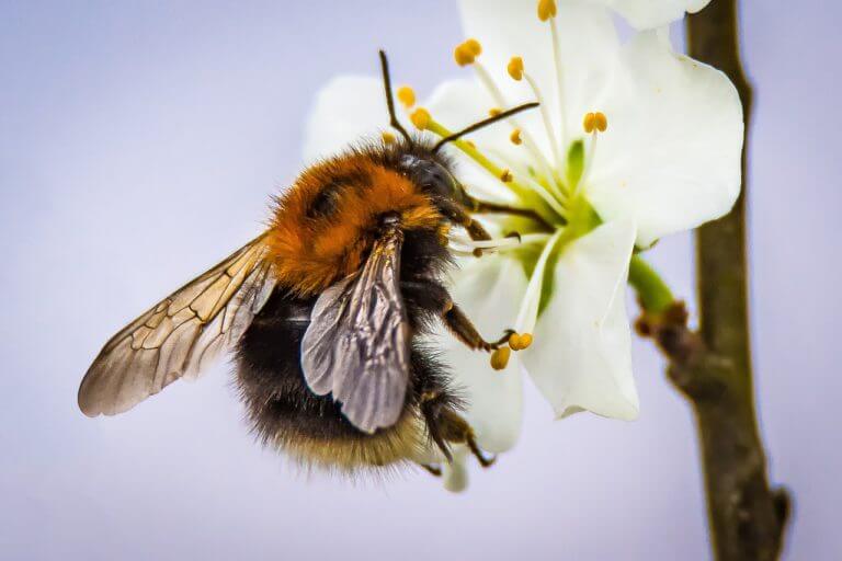 Hummeln Die Etwas Anderen Bienen hummeln-die-etwas-anderen-bienen